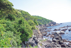 hama02_1海崖上部：樹木が生え、海浜植物と里山植物が共生 （伊豆半島）