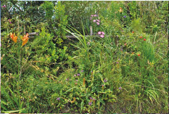 潮風に耐える里山植物：キキョウ・カワラナデシコ・ ヤブカンゾウ・ウツボグサ（アクアマリンふくしま）