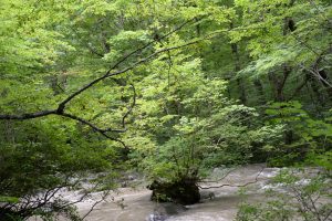 奥入瀬渓流の「島」　高木：アオダモなど 中木：ノリウツギなど　低木：ヤマツツジなど