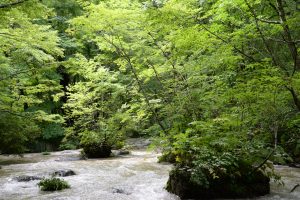 奥入瀬渓流の大小の「島」