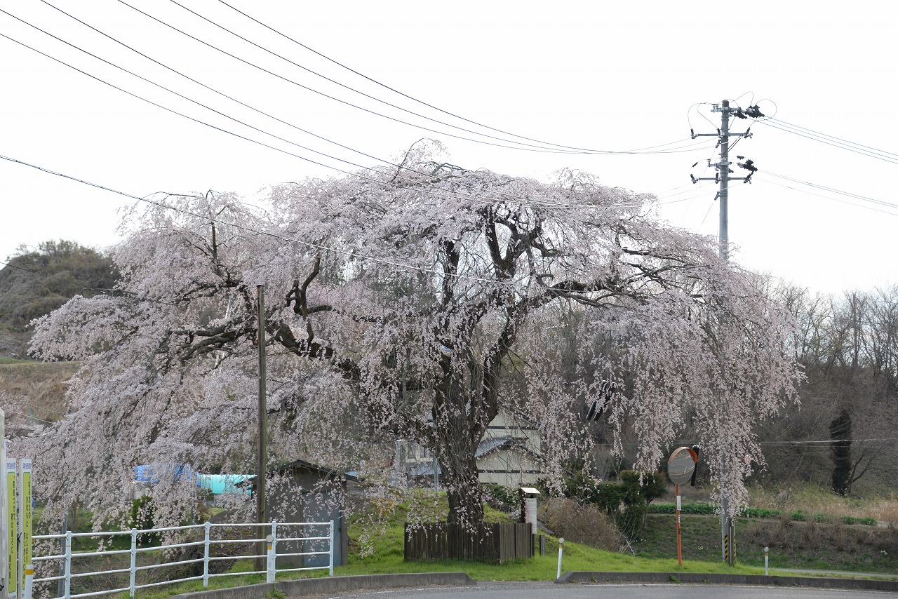 薄墨桜（小和清水）